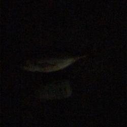 まだ、居てた！