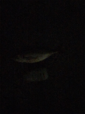 まだ、居てた！