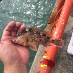 平磯再開第一戦