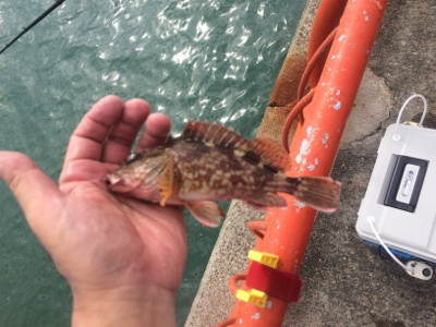 平磯再開第一戦