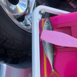 アジングまたしても失敗