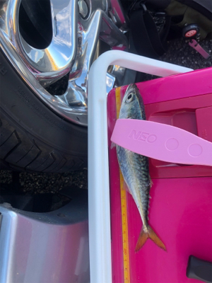 アジングまたしても失敗