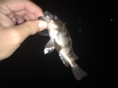 もうすぐメバルの季節か？