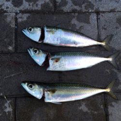 コスモでのんびりと(^^)