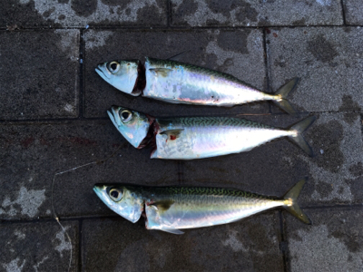 コスモでのんびりと(^^)