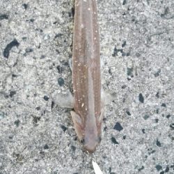 2018年10月14日釣行in野北漁港