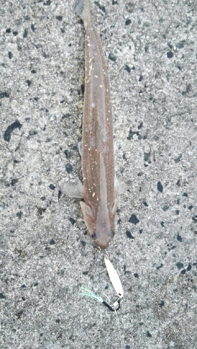 2018年10月14日釣行in野北漁港