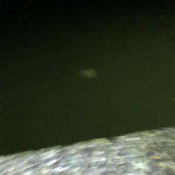 アジングのつもりが…