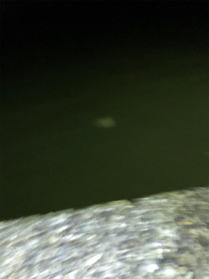 アジングのつもりが…