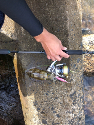 秋イカエギング