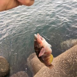 ゲキシブのテトラ