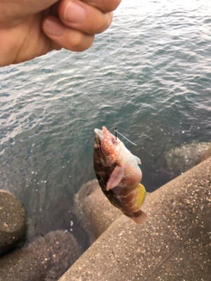 ゲキシブのテトラ