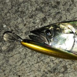 一瞬の時合いをモノに!!