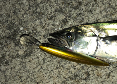 一瞬の時合いをモノに!!