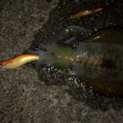 台風後エギング