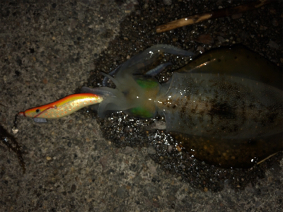 台風後エギング