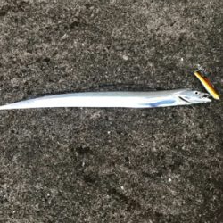 タチウオばかり(T . T)