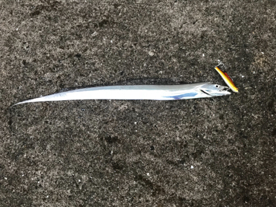 タチウオばかり(T . T)