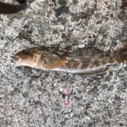 カレイを狙いましたが…