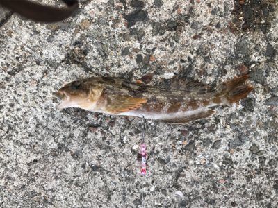 カレイを狙いましたが…