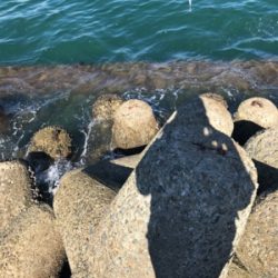 アジングのちに、タチウオ…