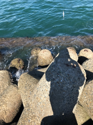 アジングのちに、タチウオ…