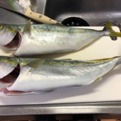 ショアジギング不調