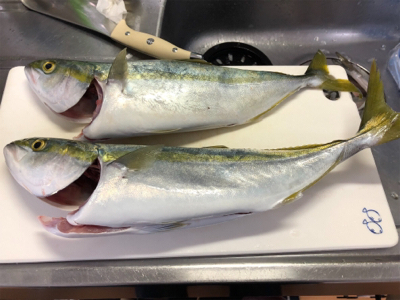 ショアジギング不調