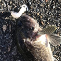 ベイトフィネスでお気軽デイロック