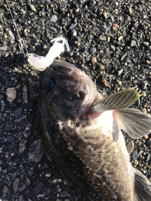 ベイトフィネスでお気軽デイロック