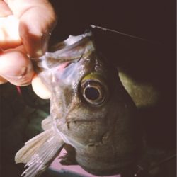 エンジョイライトゲーム!