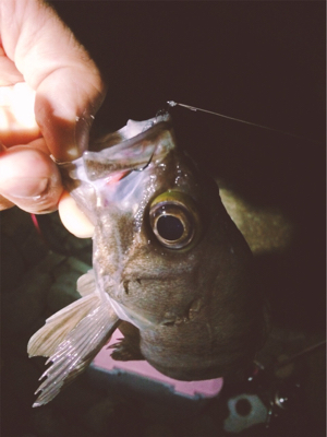 エンジョイライトゲーム!