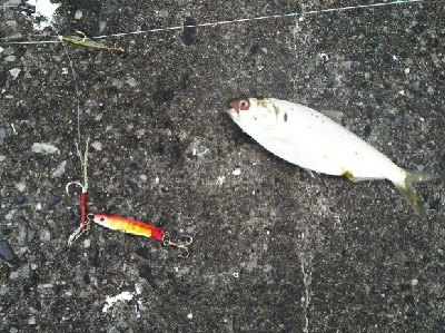 ジグでコノシロ1,2,3