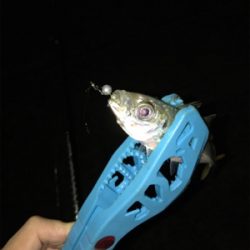 台風直後の樋島釣行