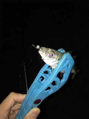 台風直後の樋島釣行