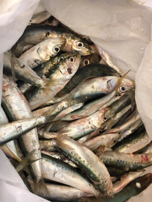 マイワシ湧いてる！