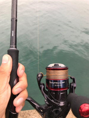 萩市周辺 アオリイカ釣果