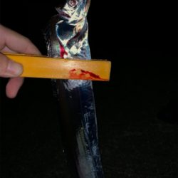 ジグサビキ→ワインド