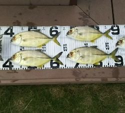 エサ取り多っ！