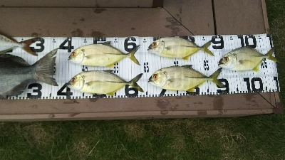 エサ取り多っ！