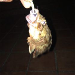 釣り予定じゃなかったけど