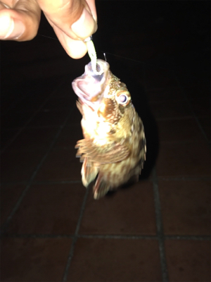 釣り予定じゃなかったけど