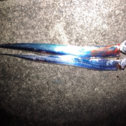 連日の釣行！短時間勝負(o^^o)