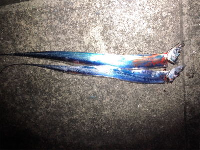 連日の釣行！短時間勝負(o^^o)