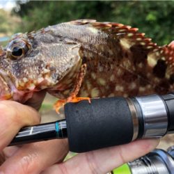 朝まずめロック♪