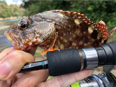 朝まずめロック♪