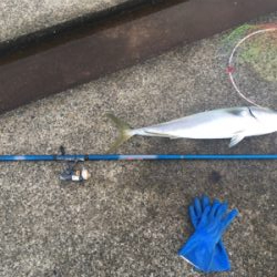 ポートアイランドにて、ノマセ釣り