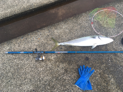 ポートアイランドにて、ノマセ釣り