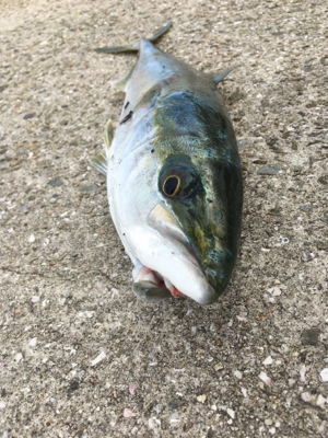 やはり！青物！