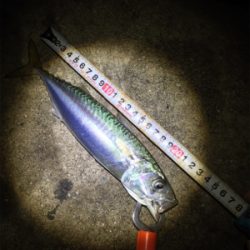 タチウオサバサバ